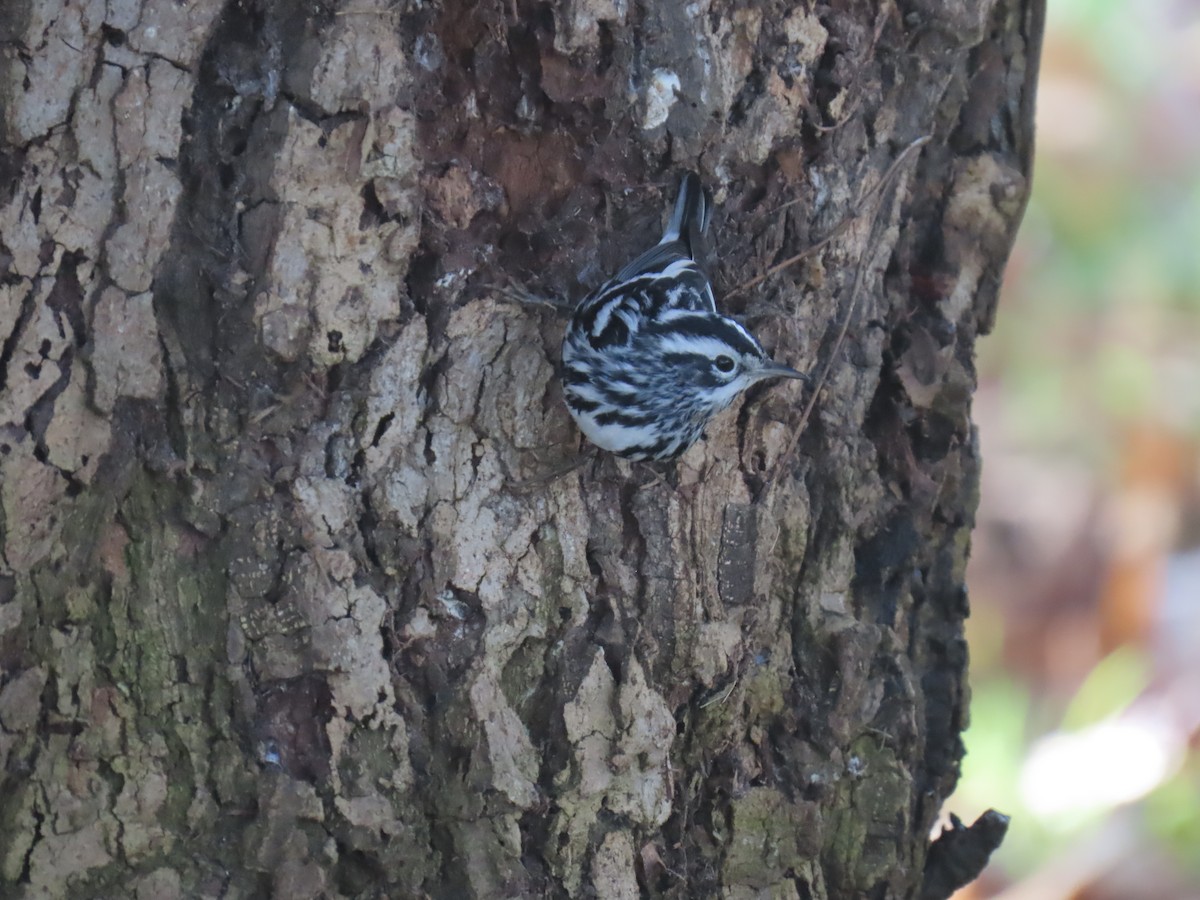 klatreparula - ML646956835