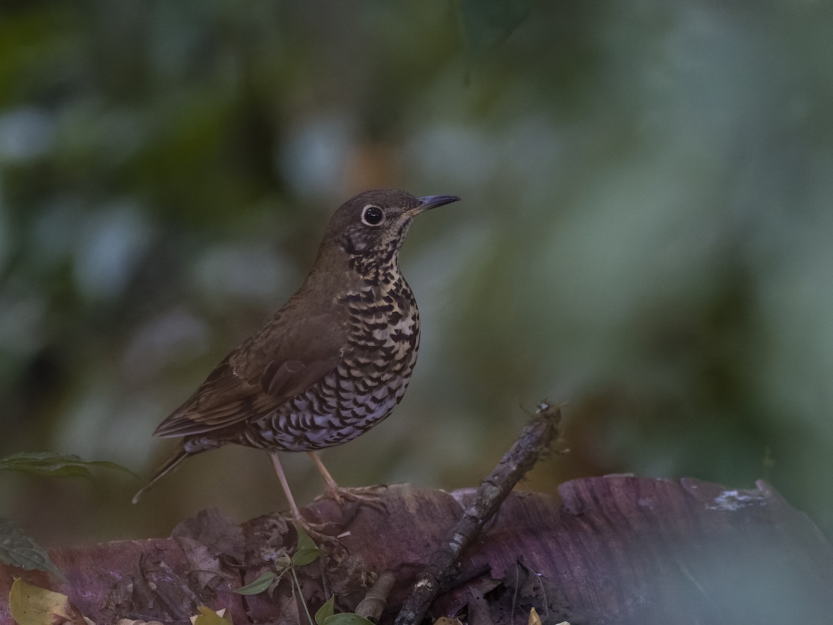 Alpine Thrush - ML646956838