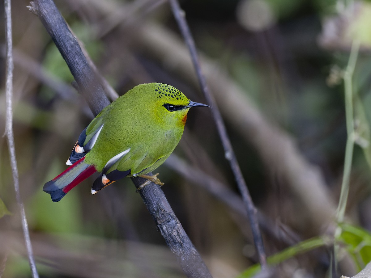 Fire-tailed Myzornis - ML646956848