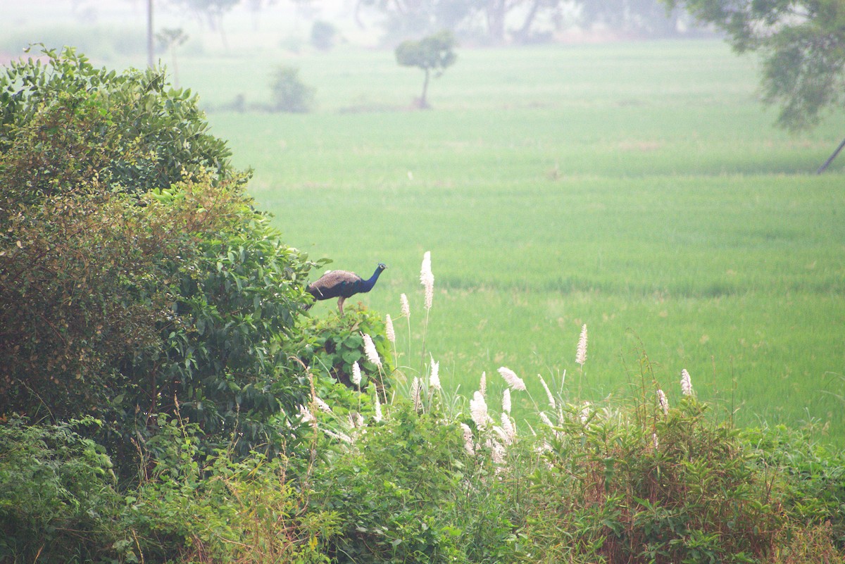 Indian Peafowl - ML646956849