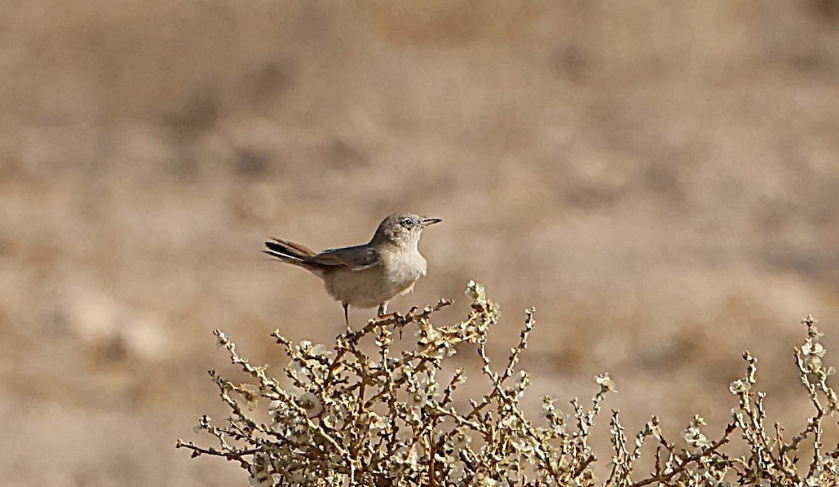 Asian Desert Warbler - ML646956852