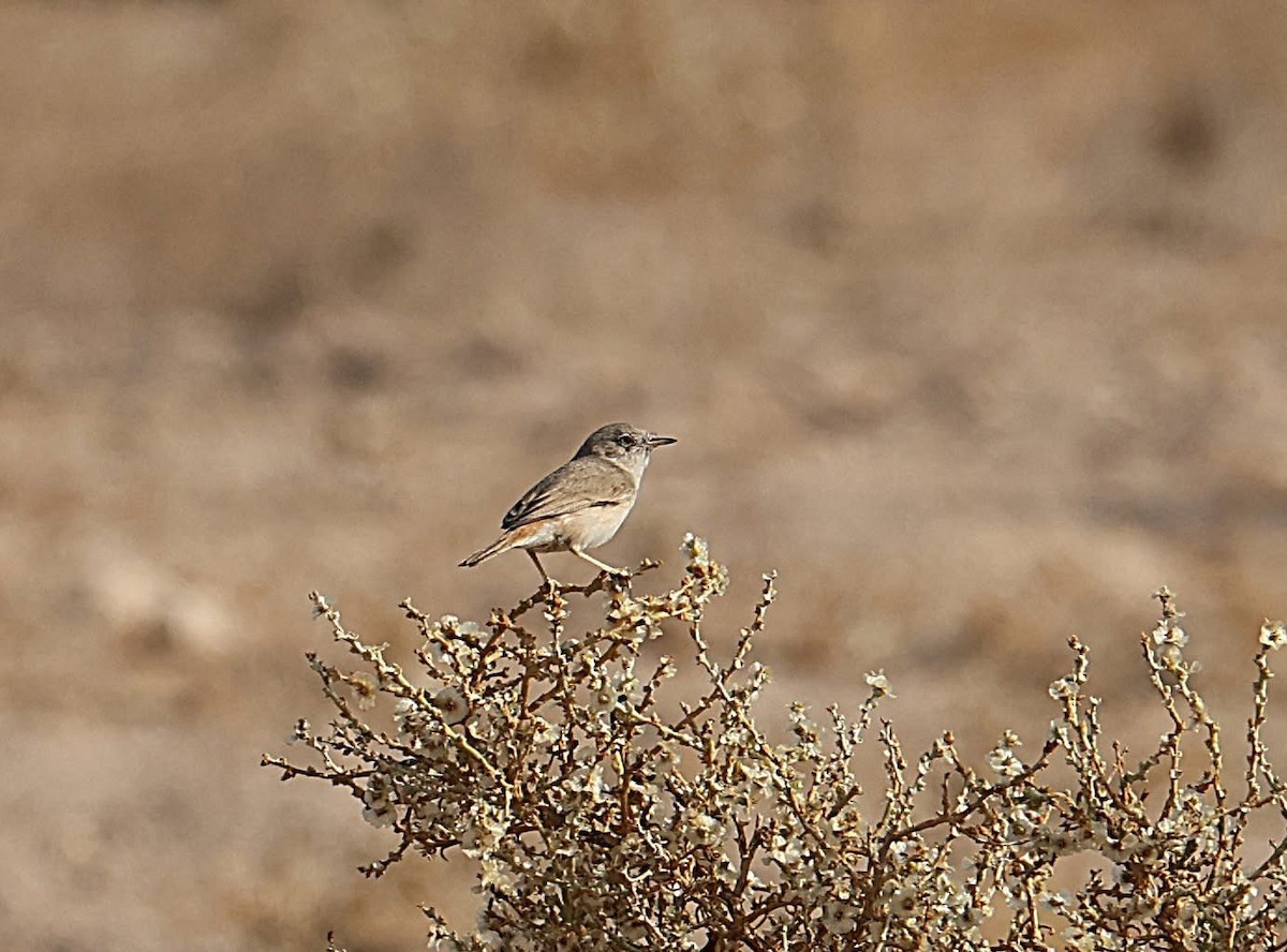 Asian Desert Warbler - ML646956853