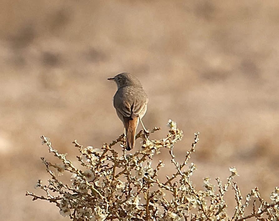 Asian Desert Warbler - ML646956854