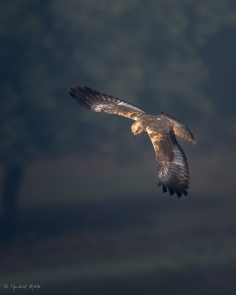 Western Marsh Harrier - ML646956856