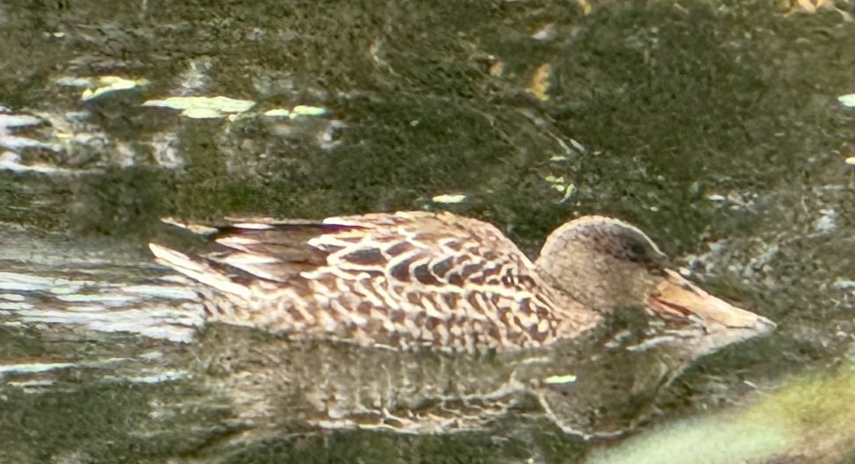 skjeand - ML646956857