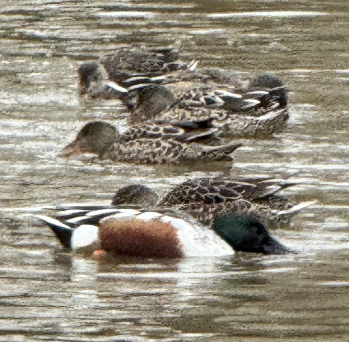 skjeand - ML646956858