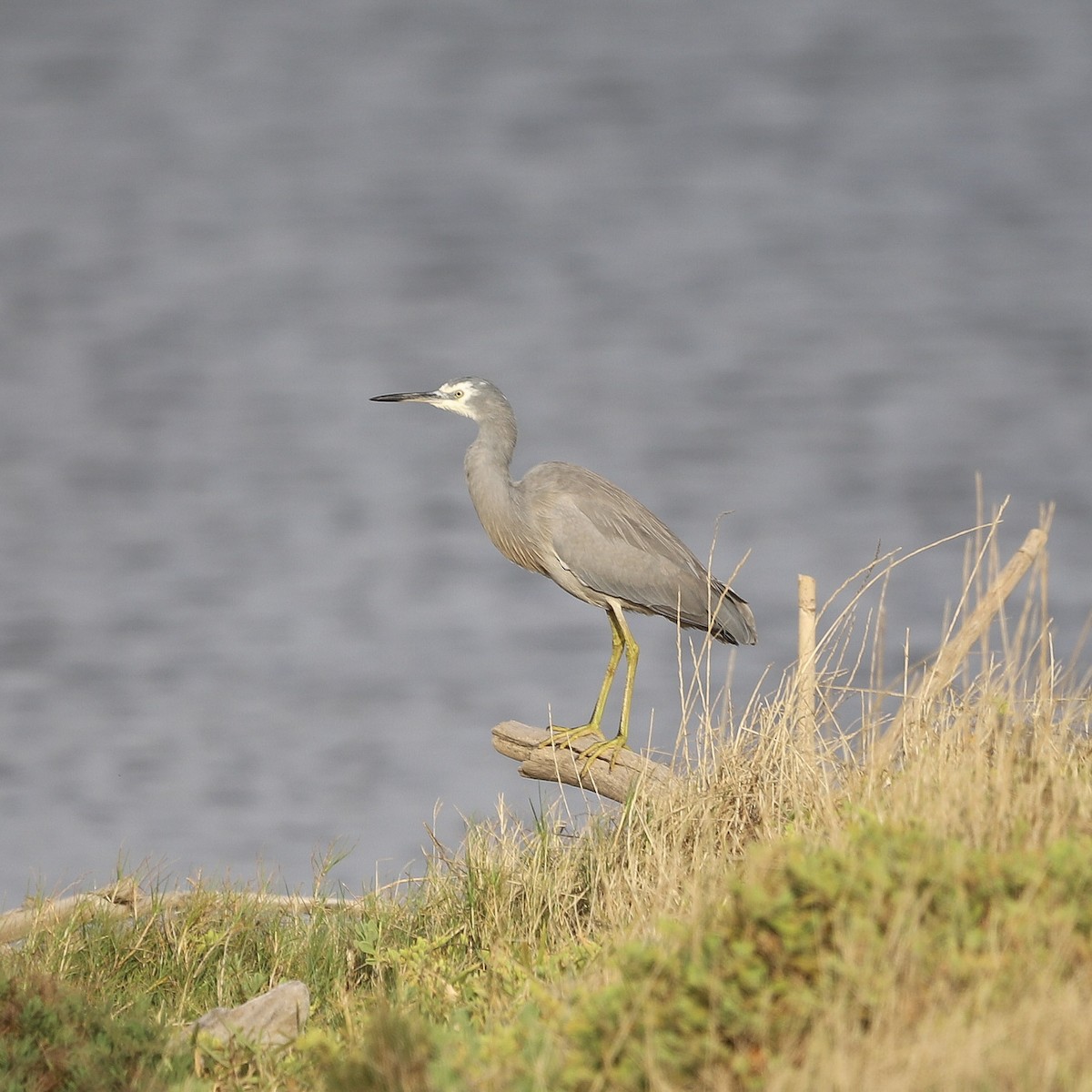 White-faced Heron - ML646956864