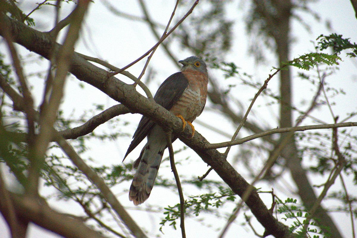 Common Hawk-Cuckoo - ML646956869