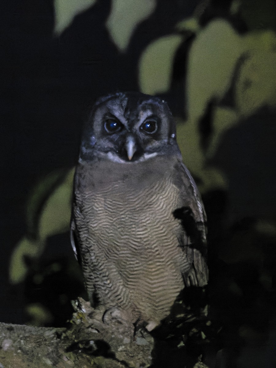 Brown Wood-Owl - ML646956874