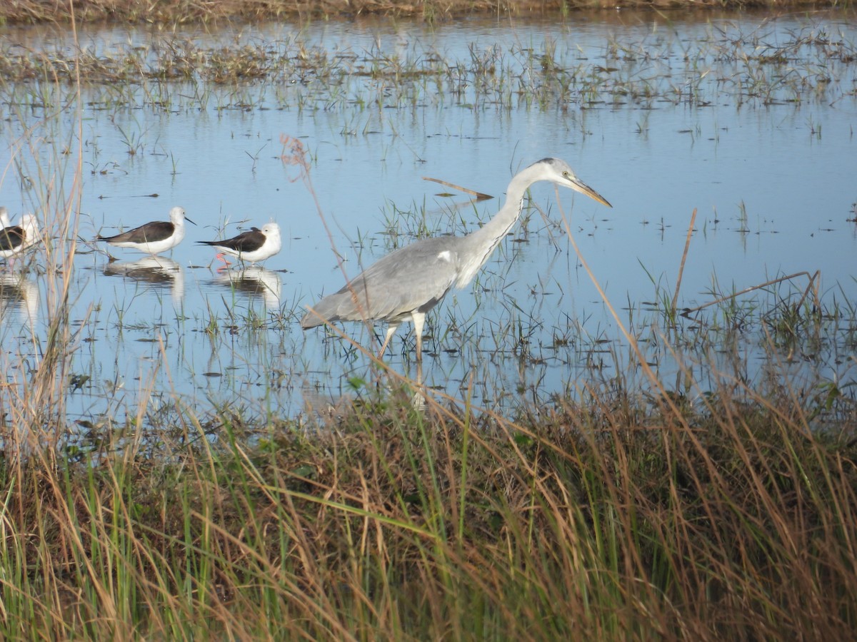 Airone cenerino - ML646956886