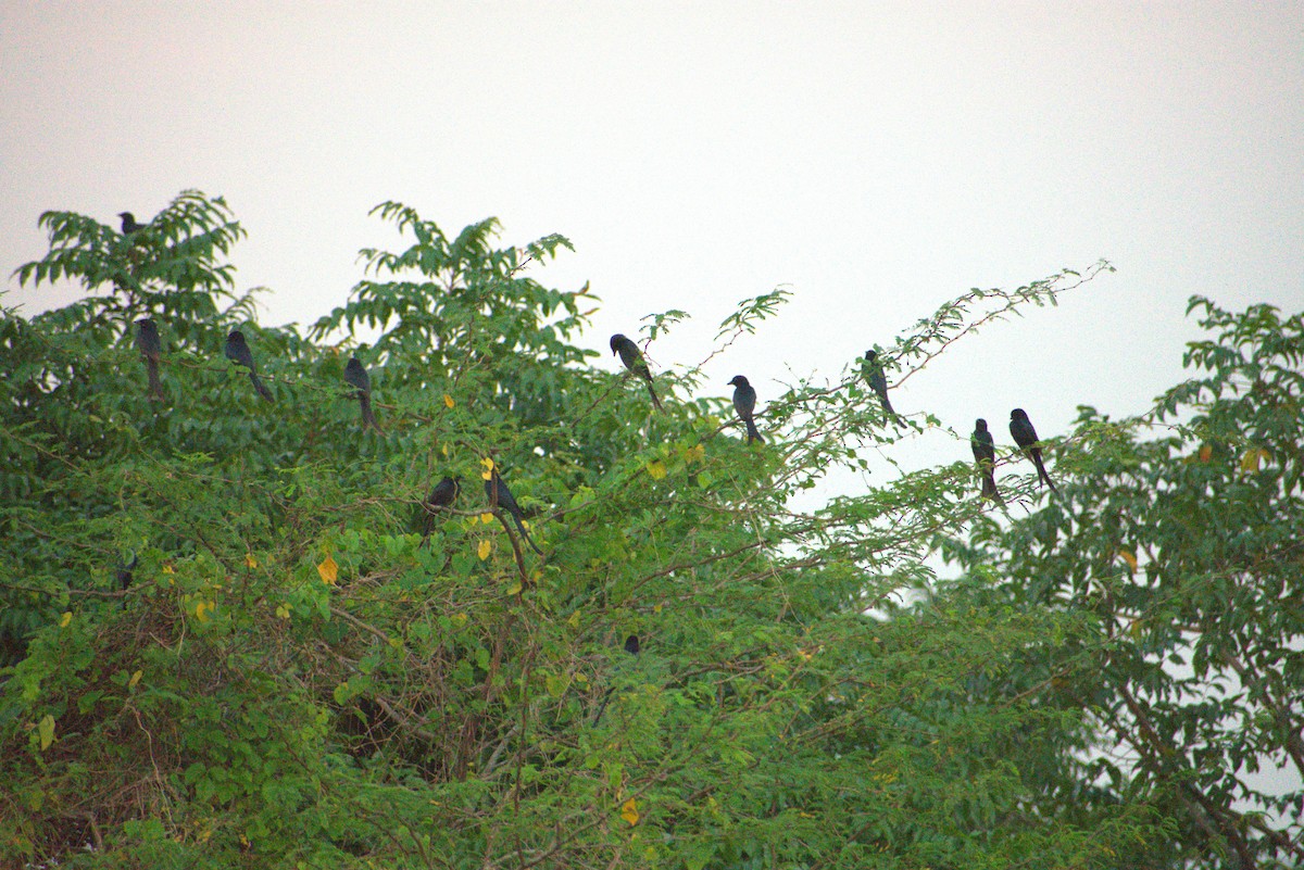 Black Drongo - ML646956890