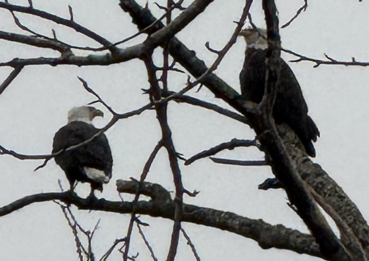 Орлан білоголовий - ML646956892