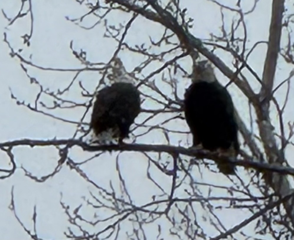 Орлан білоголовий - ML646956893