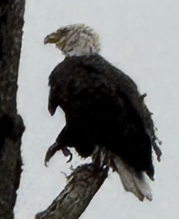 Орлан білоголовий - ML646956894