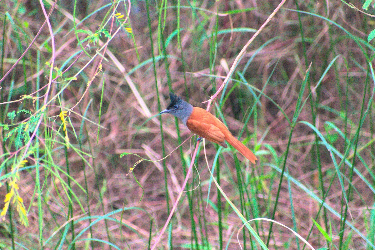 Indian Paradise-Flycatcher - ML646956898