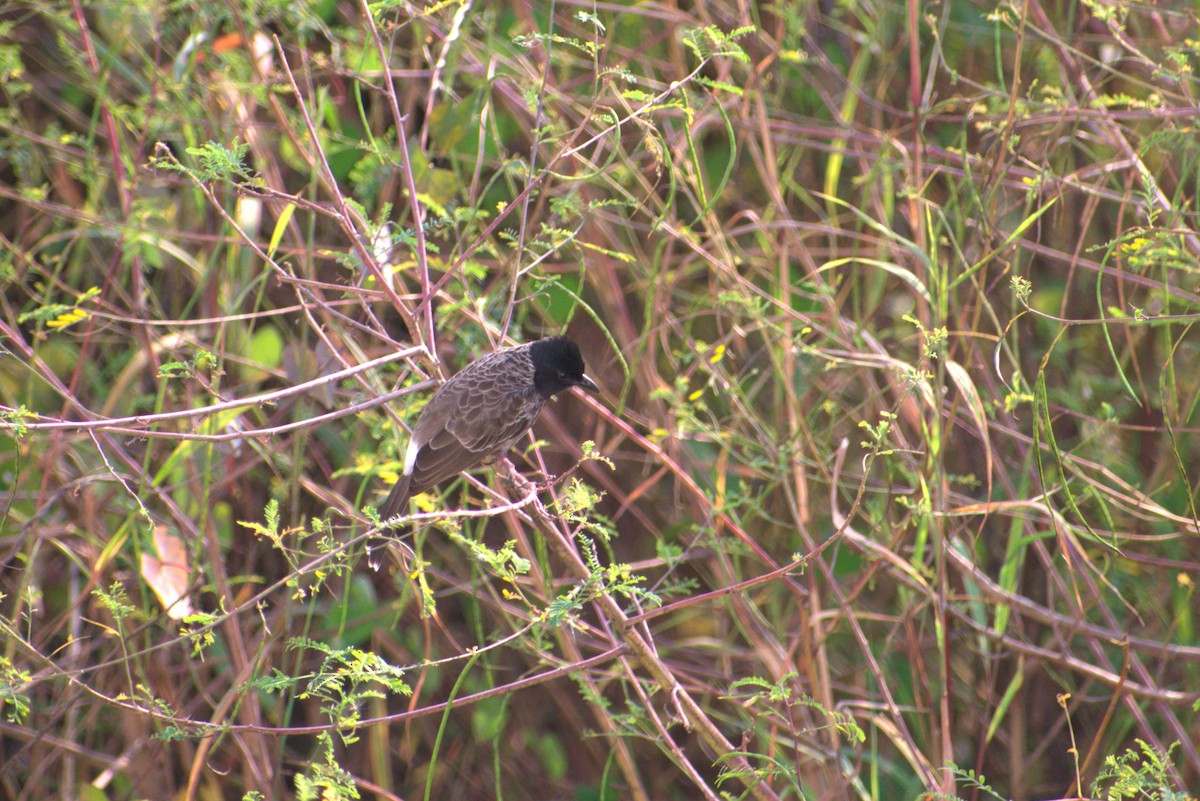 Red-vented Bulbul - ML646956903