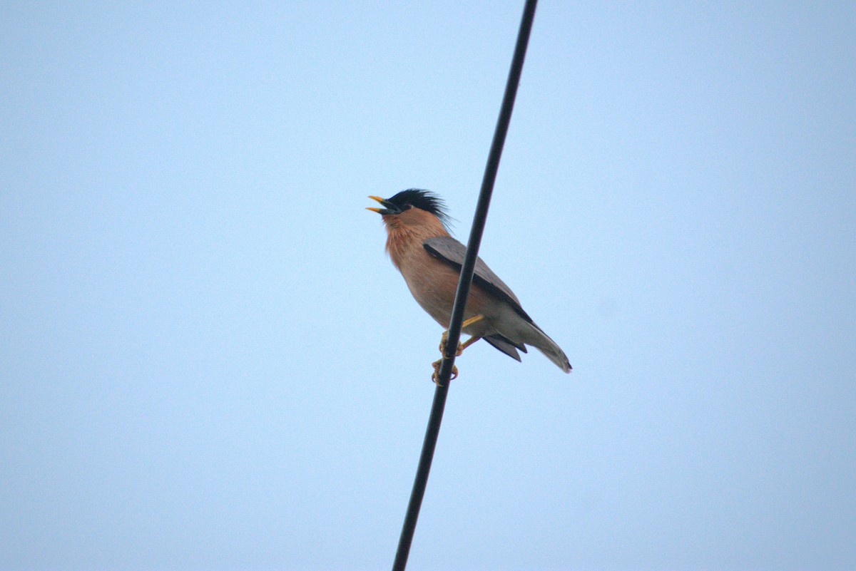 Brahminy Starling - ML646956907