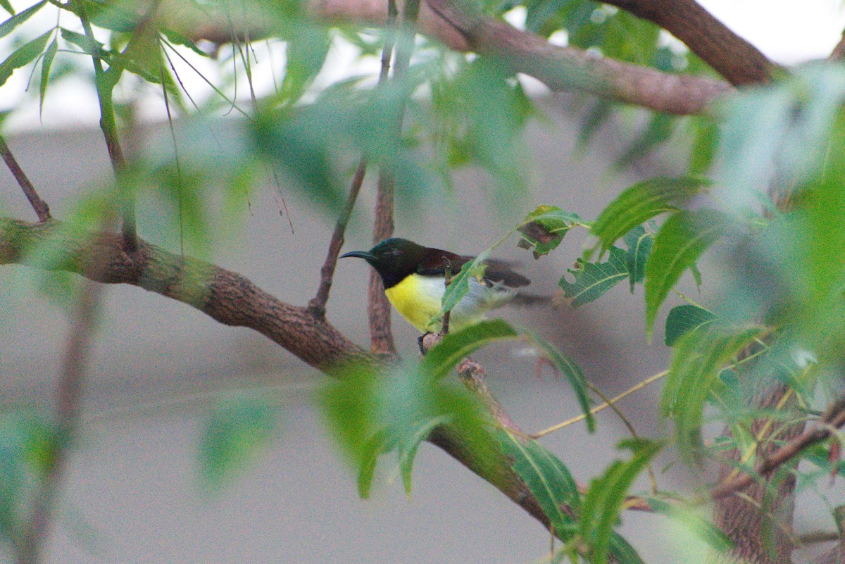 Purple-rumped Sunbird - ML646956916