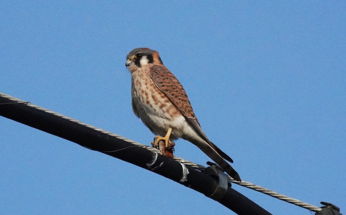 American Kestrel - ML646956921