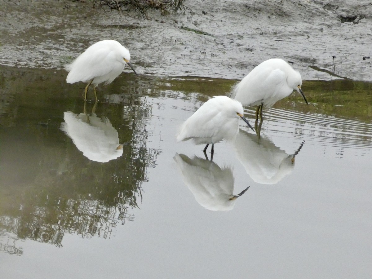 Snowy Egret - ML646956924