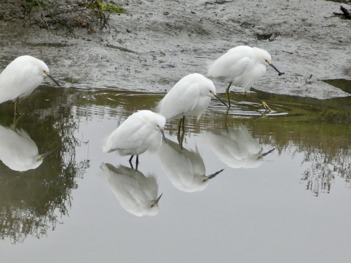 Snowy Egret - ML646956925
