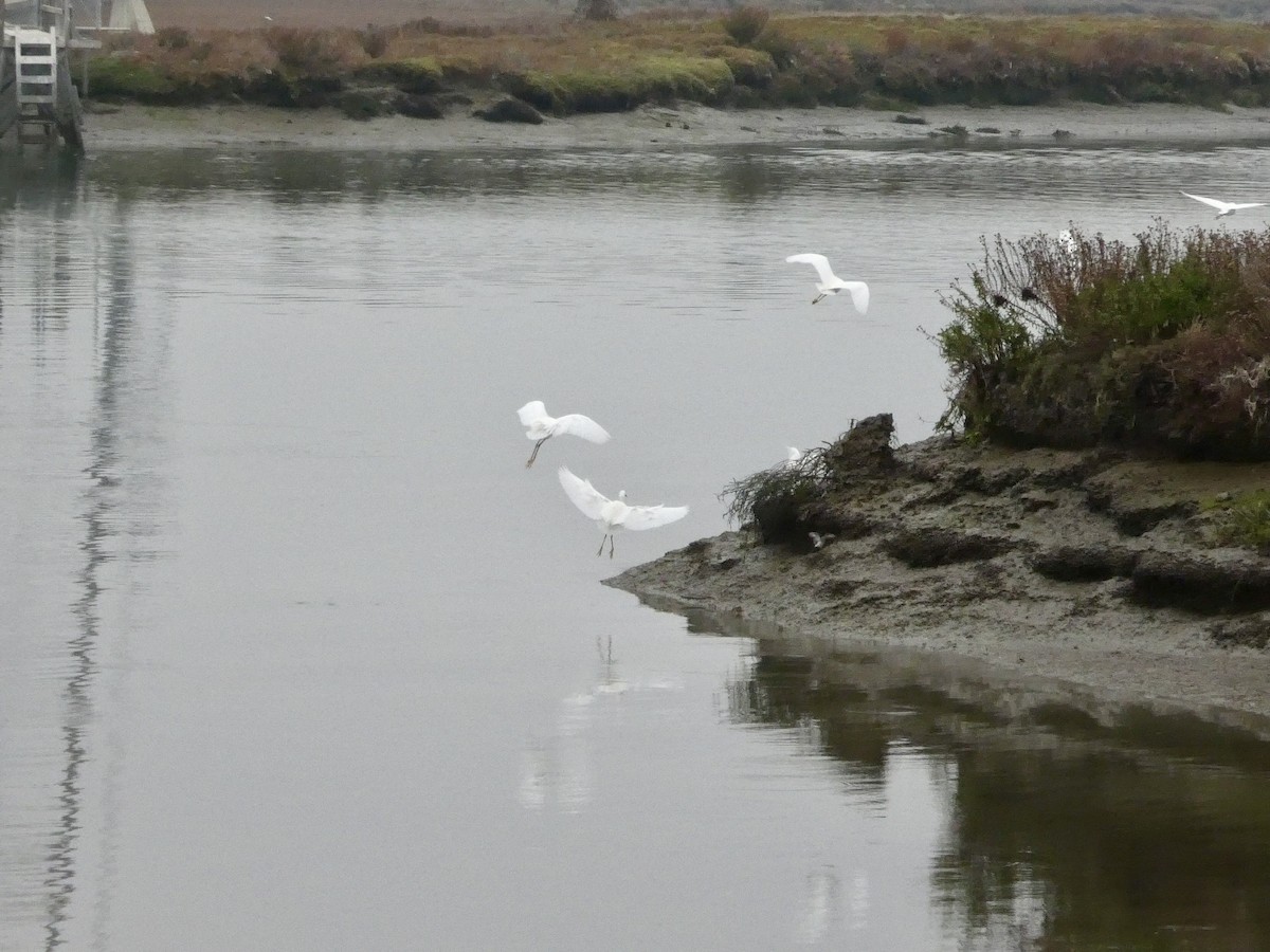 Snowy Egret - ML646956926