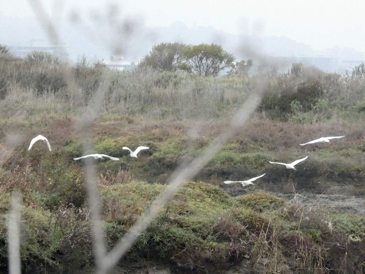 Snowy Egret - ML646956927