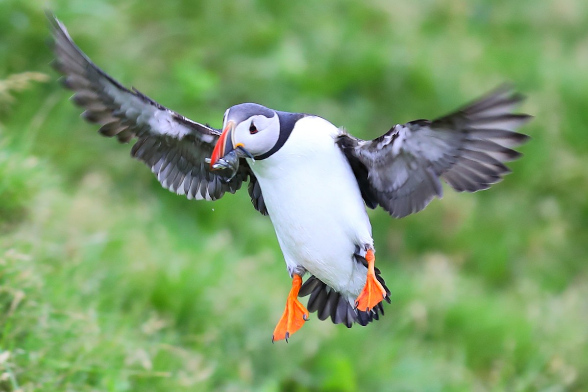 Atlantic Puffin - ML646956933