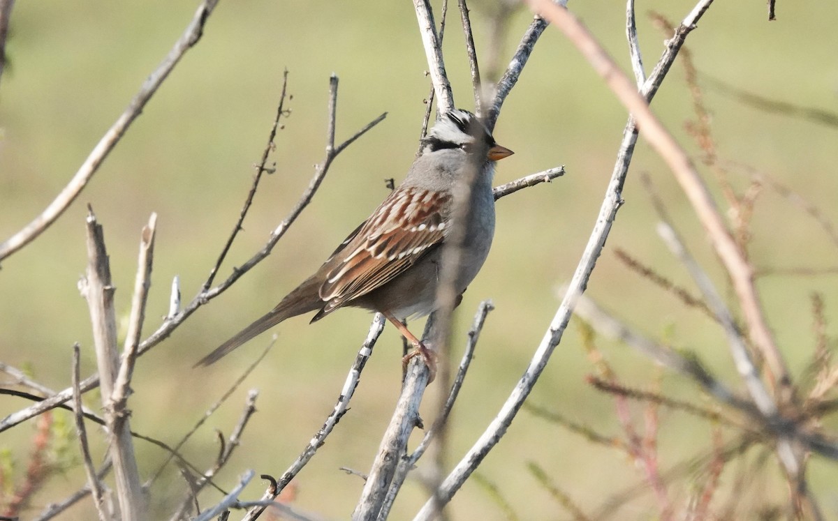 White-crowned Sparrow (Gambel's) - ML646956943