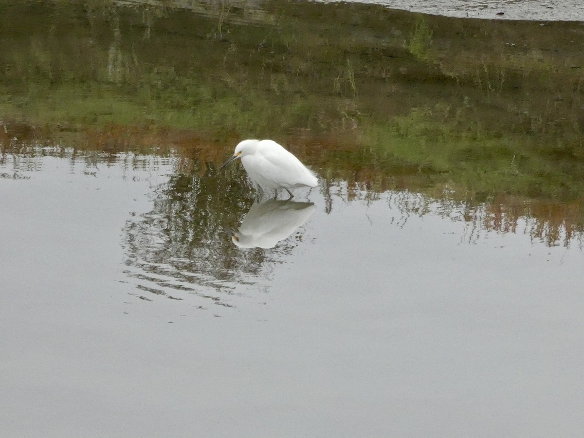 Snowy Egret - ML646956945