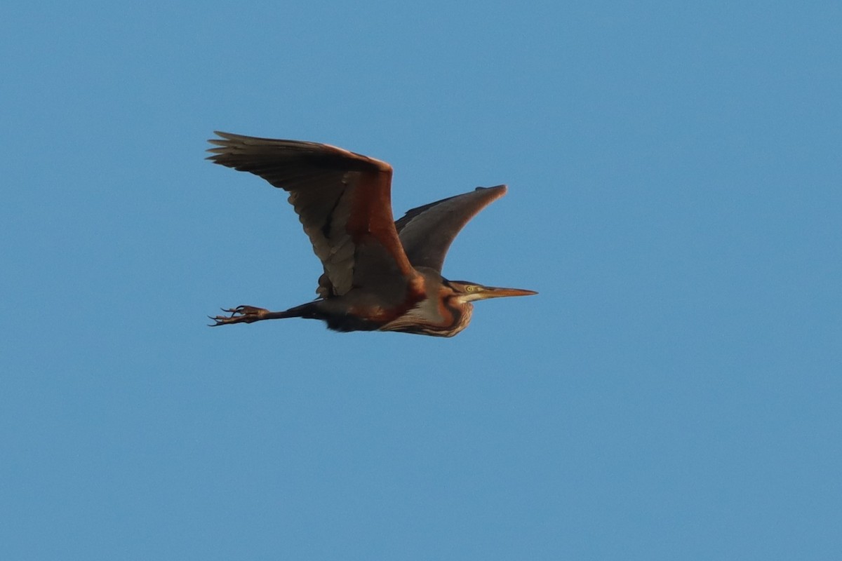Purple Heron - ML646956948