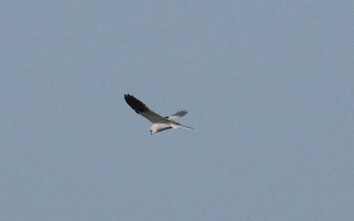 White-tailed Kite - ML646956952