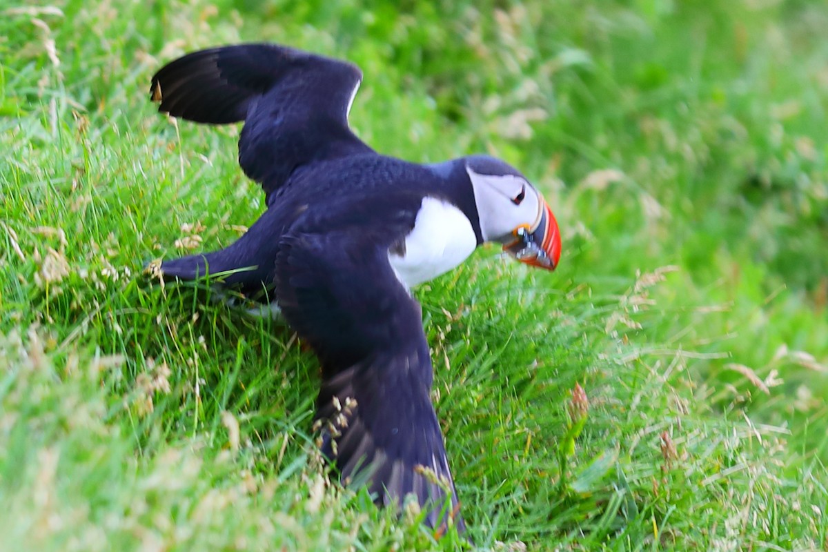 Atlantic Puffin - ML646956953