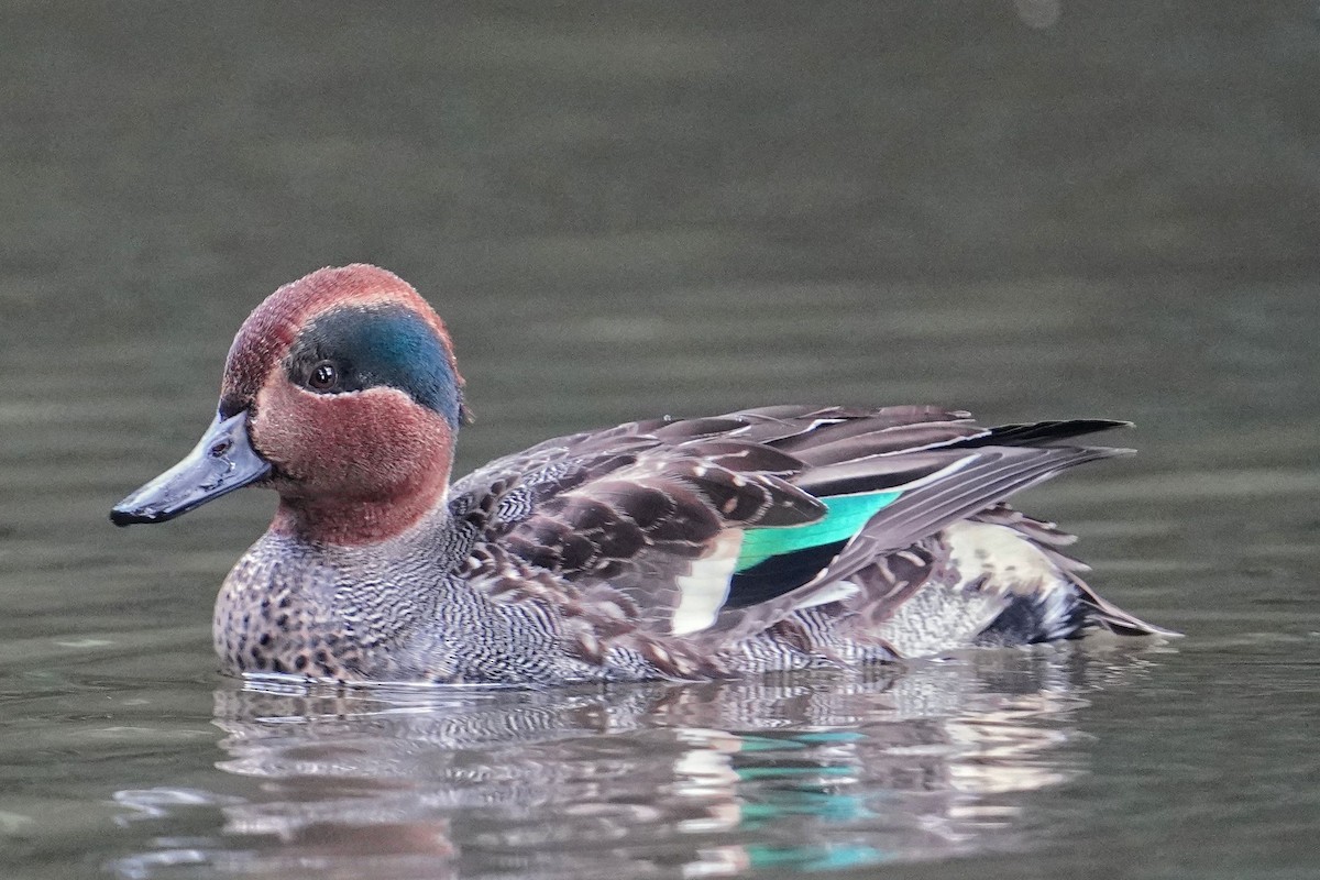 小水鴨 - ML646956955