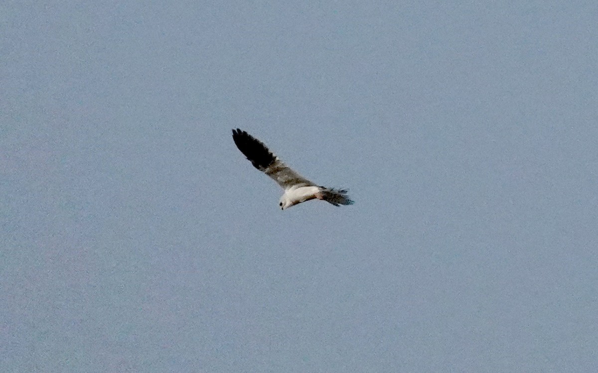 White-tailed Kite - ML646956956
