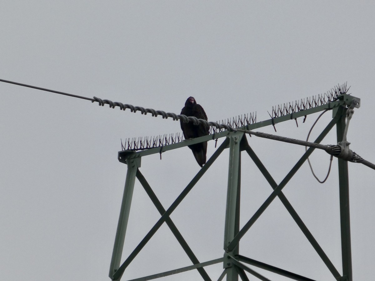 kondor krocanovitý - ML646956957