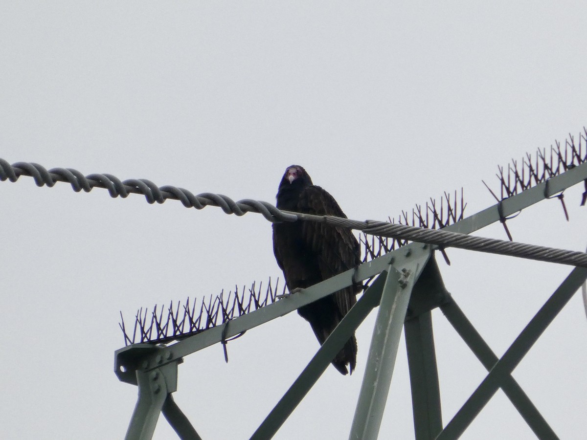 kondor krocanovitý - ML646956958