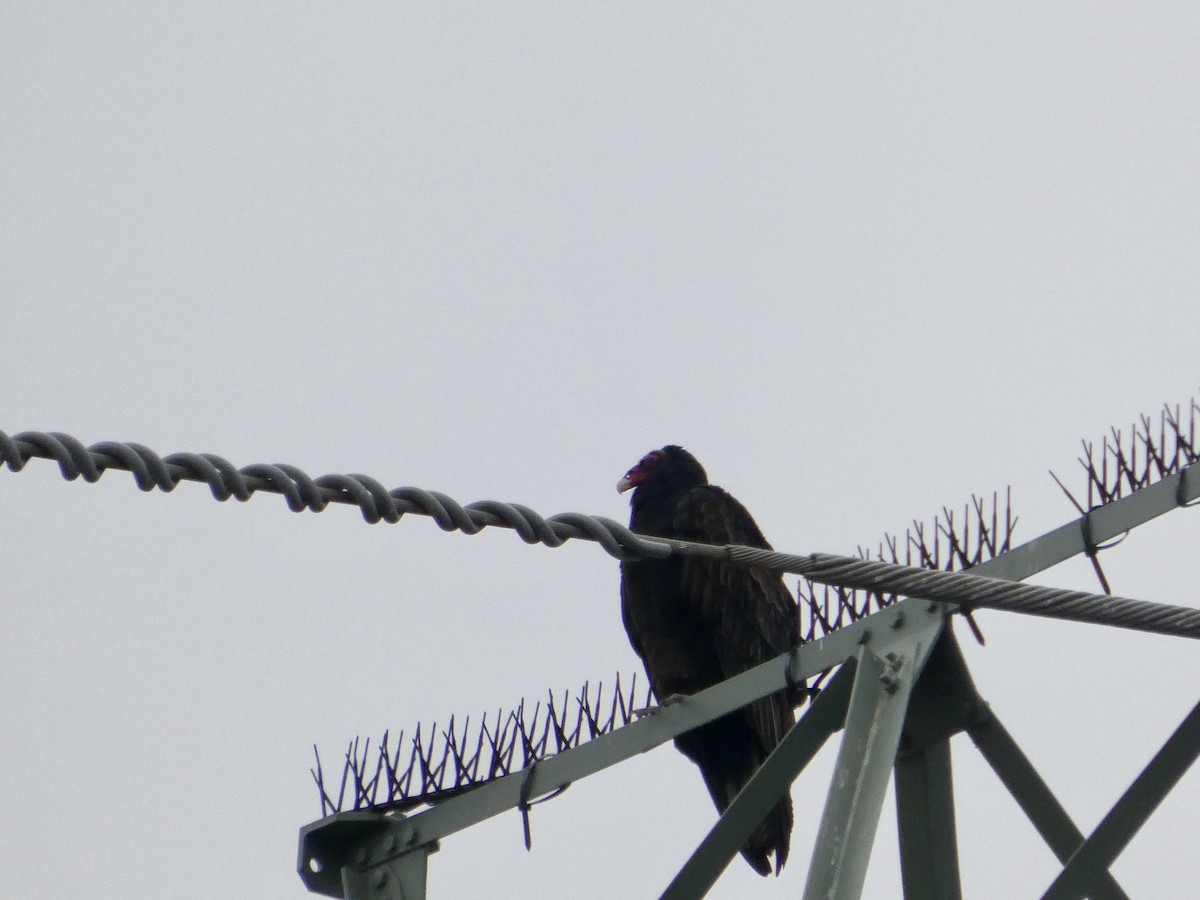 kondor krocanovitý - ML646956959