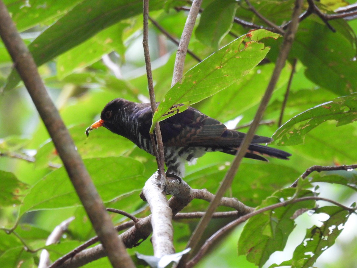 Violet Cuckoo - ML646956960