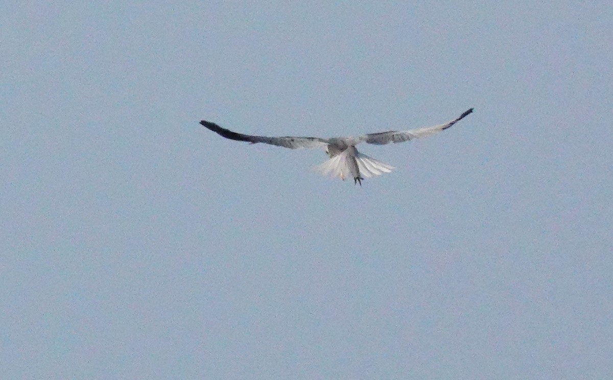 White-tailed Kite - ML646956971