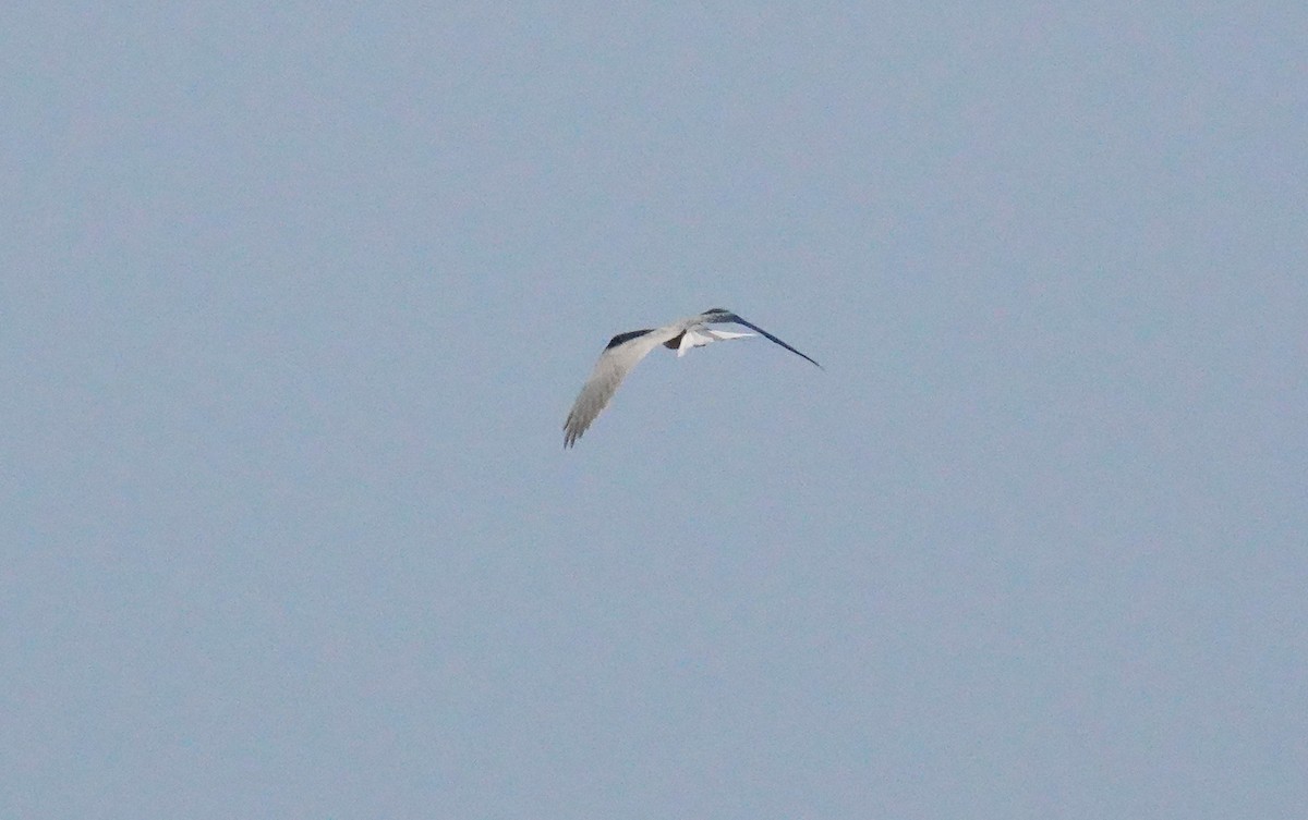 White-tailed Kite - ML646956975