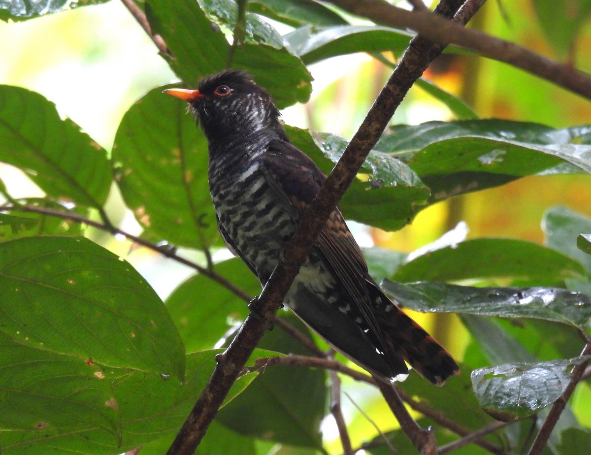 Violet Cuckoo - ML646956977