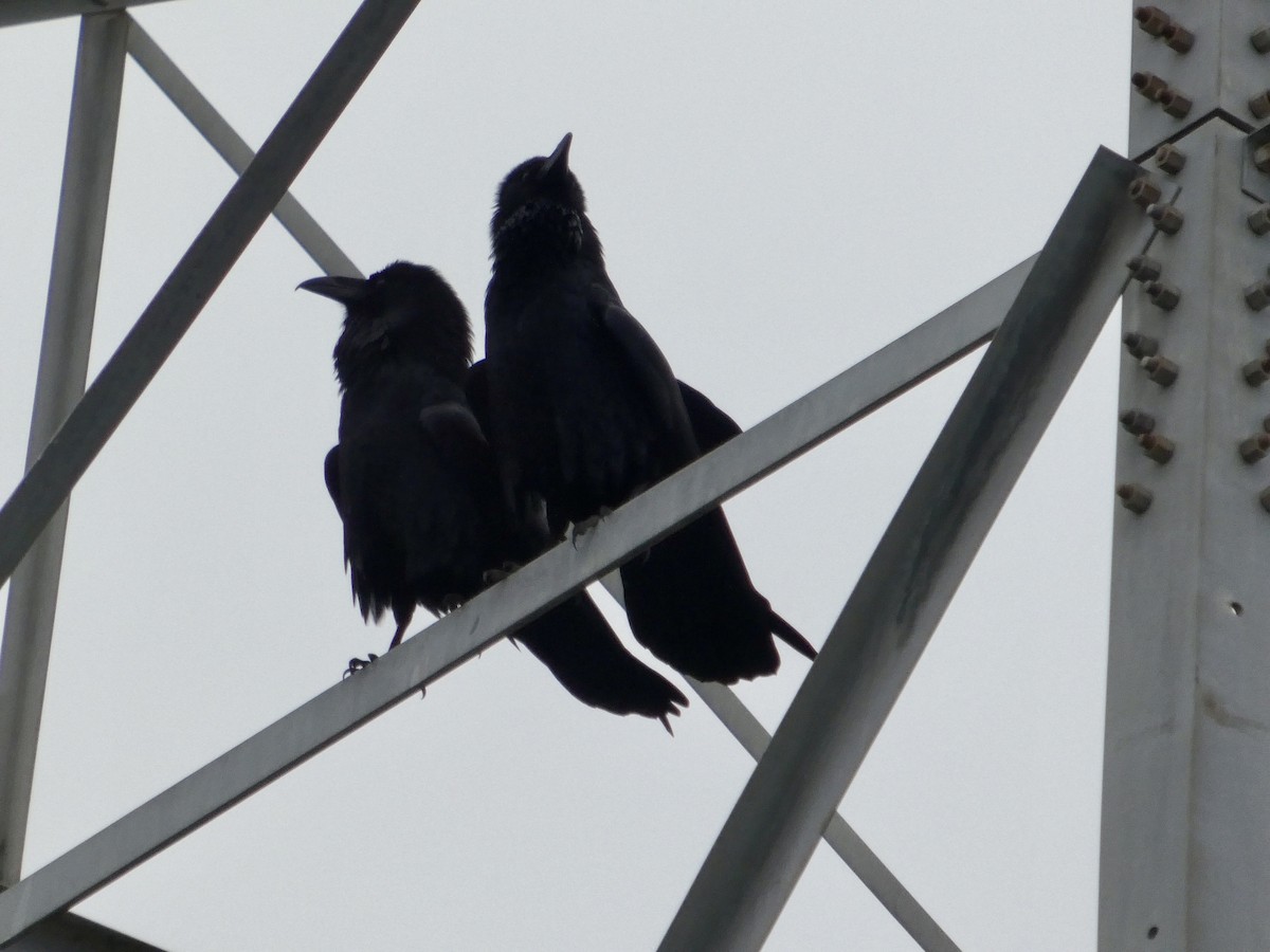 Common Raven - ML646956978