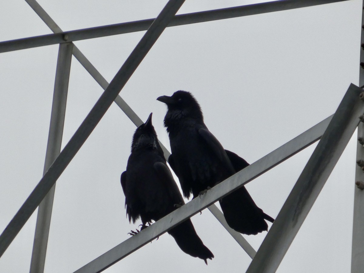 Common Raven - ML646956979