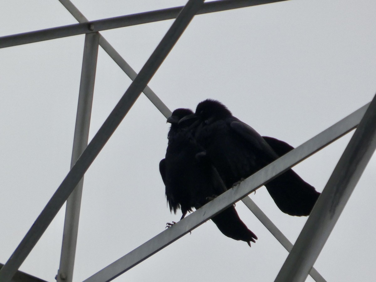 Common Raven - ML646956981