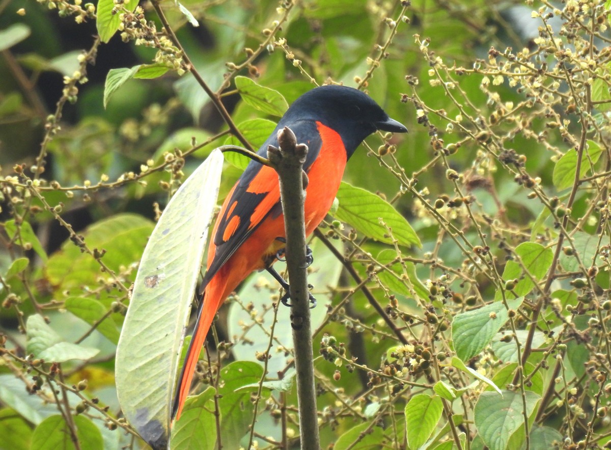 Scarlet Minivet (Scarlet) - ML646956982