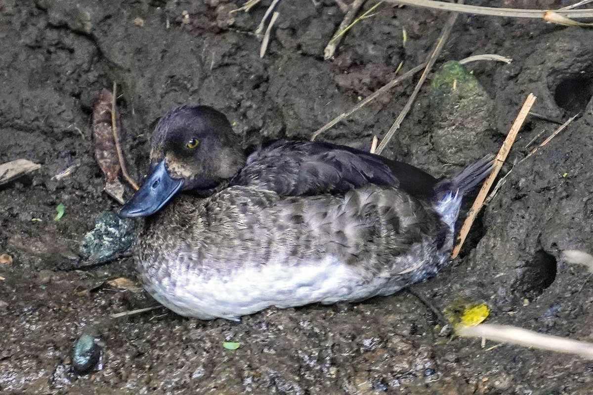 鳳頭潛鴨 - ML646956987