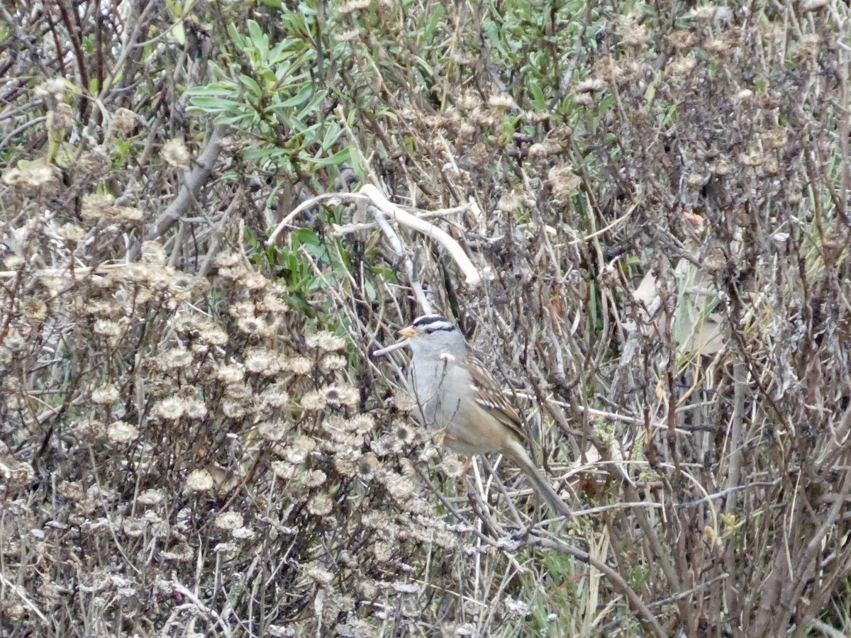 White-crowned Sparrow - ML646956991