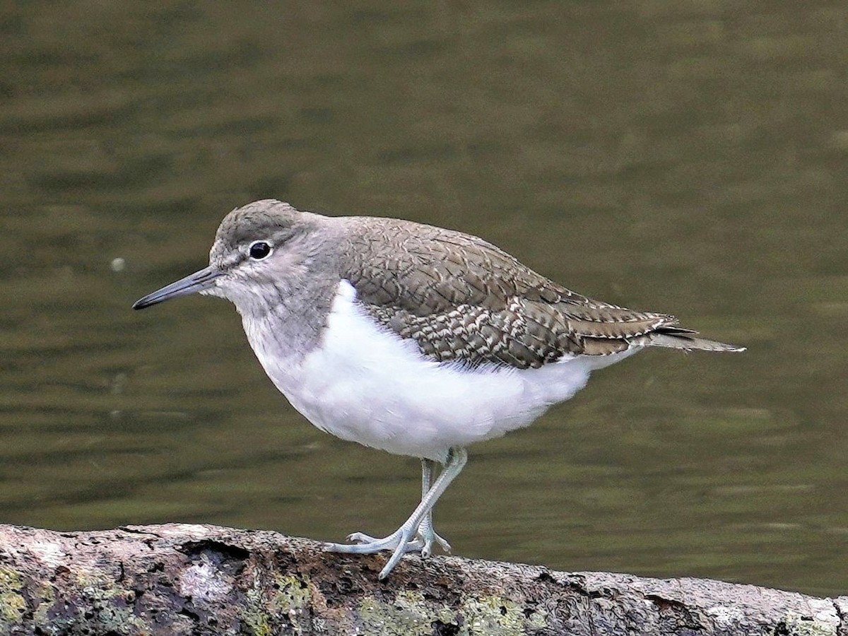 磯鷸 - ML646956992