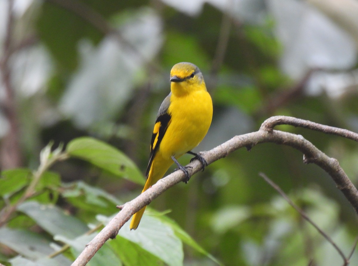 Scarlet Minivet (Scarlet) - ML646956993